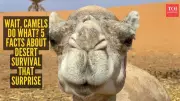 5 Surprising Camel Facts: Desert Survival Myths Busted