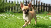 5 Tiny and Adorable Dog Breeds That Shed Less for a Cleaner Home