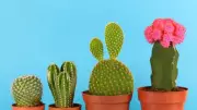 5 Types of Cactus Plants and How to Grow Them at Home: A Beginner's Guide