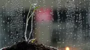 5 Uncommon Reasons Your Plants Are Not Growing Properly