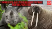 5 Wild Animals Whose Giant Tusks and Horns Look Prehistoric