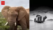 55-Year-Old Man Trampled to Death by Tusker in Chhattisgarh Sanctuary