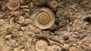 567-Million-Year-Old Fossils Reveal Early Animal Evolution Secrets