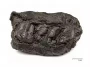 5,700-Year-Old Chewed Birch Pitch Reveals Ancient Woman's Genome and Diet