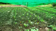 6 Best Vegetables to Plant Before Monsoon in India