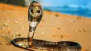 6 Essential Snake Bite Safety Tips Every Traveler Must Know