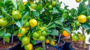 6 Fruit Trees Perfect for Indoor Gardening: Transform Your Home