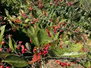 6 Multi-Season Shrubs for Year-Round Front Yard Beauty