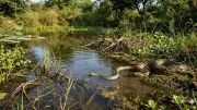 6 Ontario Water Bodies Where Snakes Are Commonly Spotted