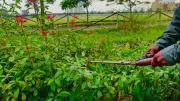6 Plants That Need Pruning in May in India for Healthy Growth