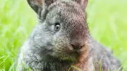 6 Rabbit Body Language Signs: Happy or Stressed? Decode Your Bunny's Feelings