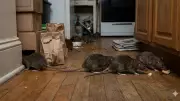 6 Simple Hacks to Rat-Proof Your Home for a Cleaner, Safer Living Space