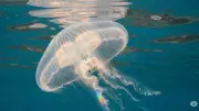 7 Animals That Live Without a Heart and Redefine Life Itself