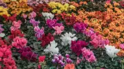 7 Beautiful Flowers That Bloom All Year and Keep Your Garden Colourful
