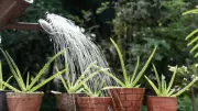 7 Drought-Tolerant Plants That Thrive Even If You Forget to Water Them