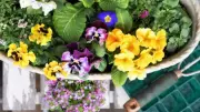 7 Easy Container Flowers to Grow in May for Summer Blooms