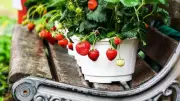 7 European Fruits Perfectly Suited for Balcony Gardening This Season