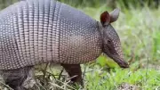 7 Fascinating Animals That Carry Their Homes Wherever They Go