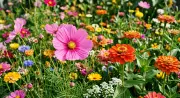 7 Fast-Growing Flowers to Plant in May for a Stunning Summer Garden