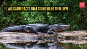 7 Incredible Alligator Facts That Seem Too Strange to Be True