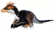 7 Living Dinosaur Descendants You See Almost Every Day