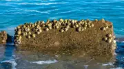 7 Marine Animals That Barnacles Attach To and Slow Down