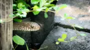 7 Plants That May Help Keep Snakes Away Naturally