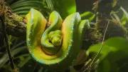 7 Snakes with Colors So Bright They Look AI-Generated