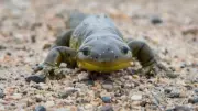 7 Surprising Amphibians You Didn't Know Existed: From Frogs to Mudskippers