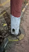 7 trees targeted with drill-and-poison in Kalyan, KDMC lodges police complaint