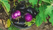 7 Vegetables That Grow Easily in Pots for Beginner Gardeners