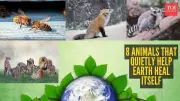 8 Animals That Quietly Help Earth Heal Itself in Hidden Ways