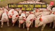 8 Surprising Pig Facts That Sound Fake But Are Actually True