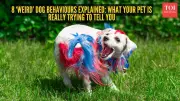 8 ‘Weird’ Dog Behaviours Explained: What Your Pet Is Really Trying to Tell You
