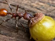 8-Year-Old Boy's Backyard Discovery Changes Science Forever