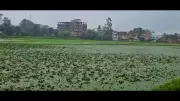 80-Year-Old Environmentalist Saves Hazaribag Pond with NGT Victory