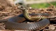 A Krait in the Kitchen: A Personal Encounter with Danger