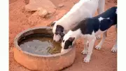 ABC Program for Strays Effective but Not Adopted in India
