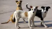 Activists Divided Over Success of Animal Birth Control Drive in Bengaluru