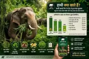 AI App Reveals Elephants Prefer Tendu, Bamboo Over Mahua in Chhattisgarh