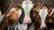 Ajmer Sharif Cleric Demands National Animal Status for Cow, Ban on Slaughter and Export
