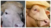 Albino Buffalo Named 'Donald Trump' to Be Sacrificed During Eid al-Adha