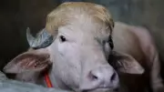 Albino Buffalo Nicknamed 'Donald Trump' Spared from Sacrifice in Bangladesh