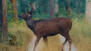 All Deer Species in India and National Parks to Spot Them