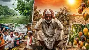 Alphonso Mango Season Hits Crisis: GI Tag, Climate & Fake Fruit Threaten Legacy