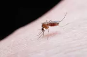 Amritsar Health Department Urges Residents to Prevent Mosquito Breeding