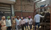 Amritsar Municipal Corporation Intensifies Crackdown on Illegal Dairies