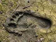 Ancient Footprints Reveal 9,000-Year-Old Coastal Highway in England