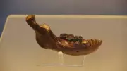 Ancient Jawbone Found off Taiwan Ties to Mysterious Denisovans