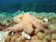 Ancient Octopuses Were Giant Apex Predators, New Study Reveals